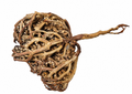 Rose de Jéricho