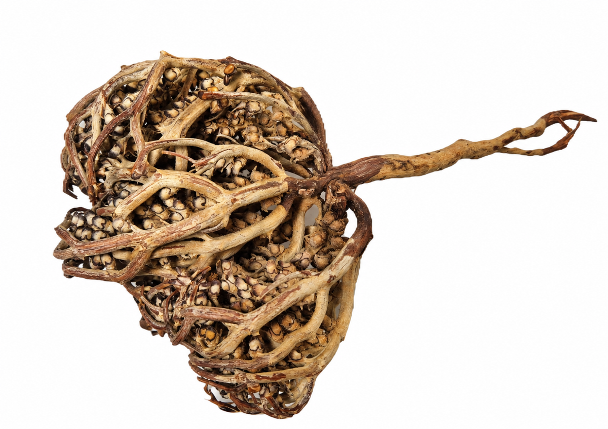 Rose de Jéricho